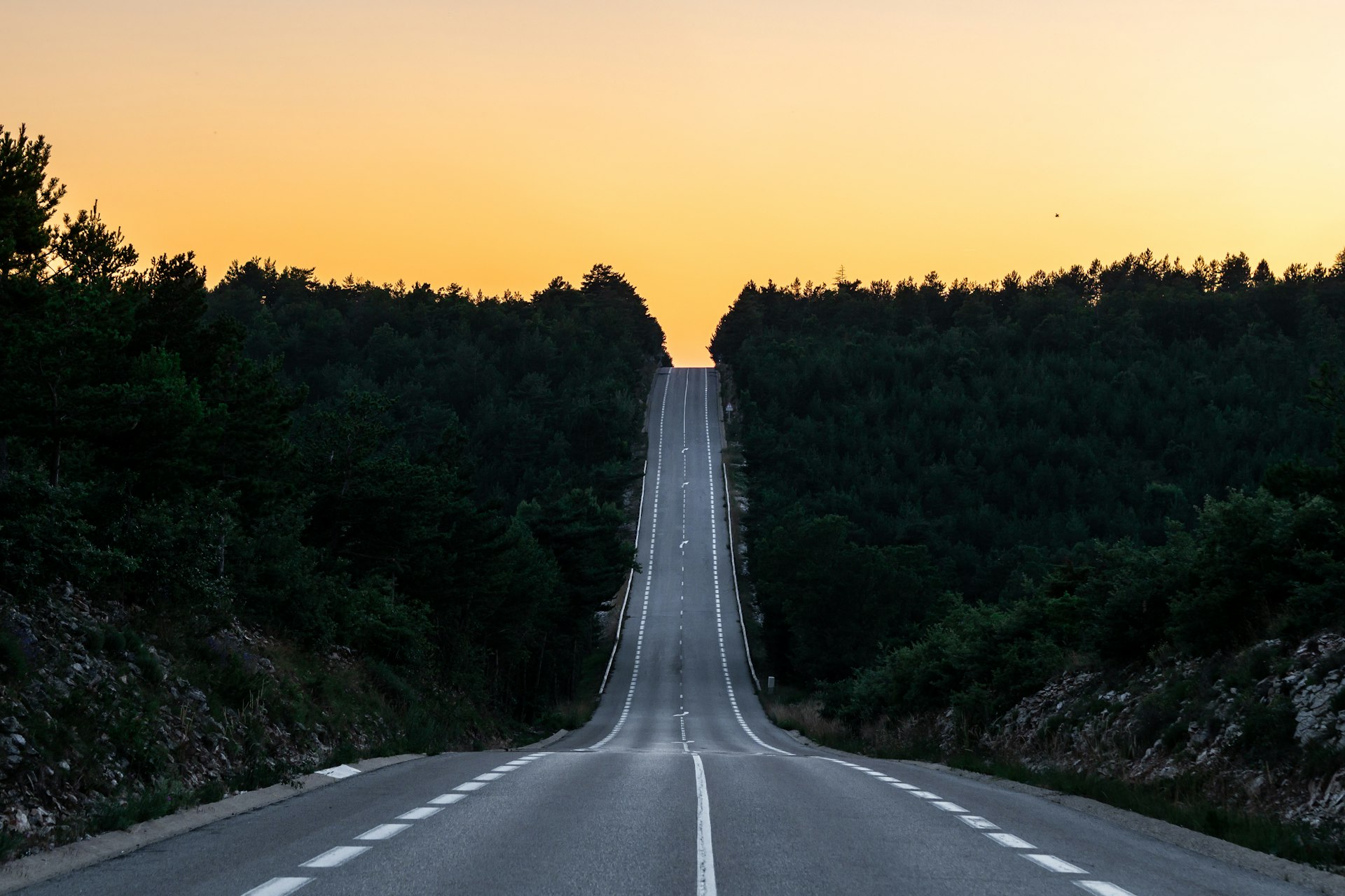 carretera de asfalto entre los árboles